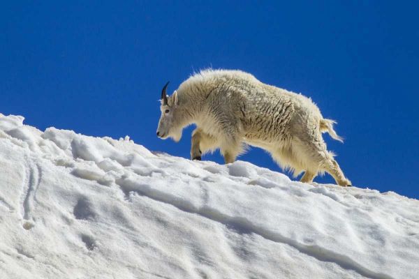 CO, Mt Evans Mountain goat walks on summer snow